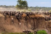 wildebeest Migration