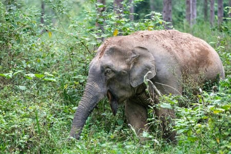 Wild Elephant watching @ Kui Buri