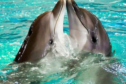 Dolphin World Agadir from Taghazoute