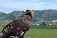 2 Day Gorkhi Terelj Tour Horse Riding, Hiking and Ger Stay 7