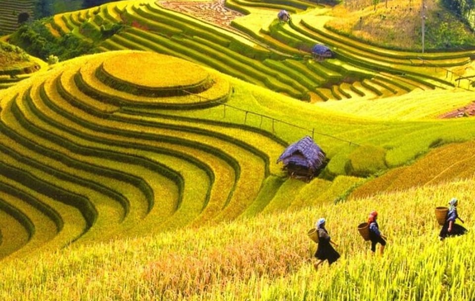5-Day Private Tour of Ha Giang and Hoang Su Phi from Hanoi By CAR