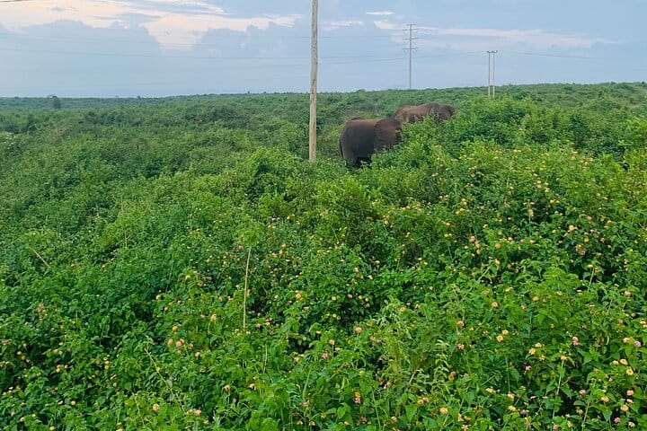 Honeymoon African Safari Package