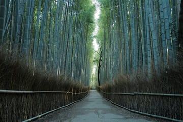 Kyoto Early Morning Tour with Korean Speaking Guide