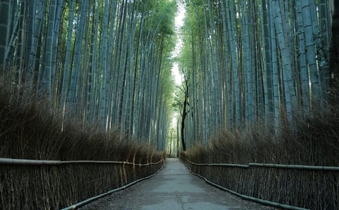 Kyoto Early Morning Tour with Korean Speaking Guide