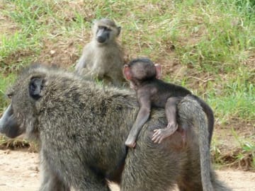 female olive baboon