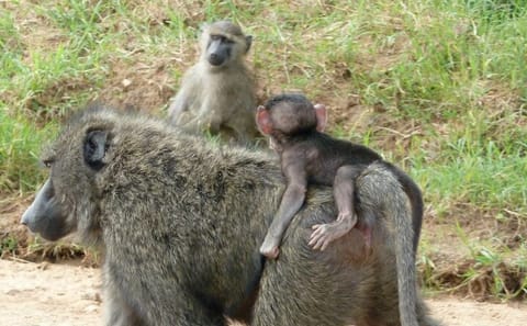 Half-Day Nairobi National Park Tour from Nairobi