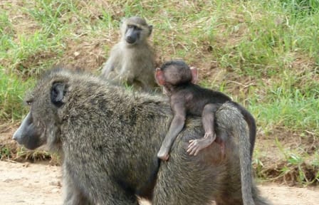 Half-Day Nairobi National Park Tour from Nairobi
