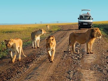 4 Days Masai Mara and Lake Nakuru Group Trip