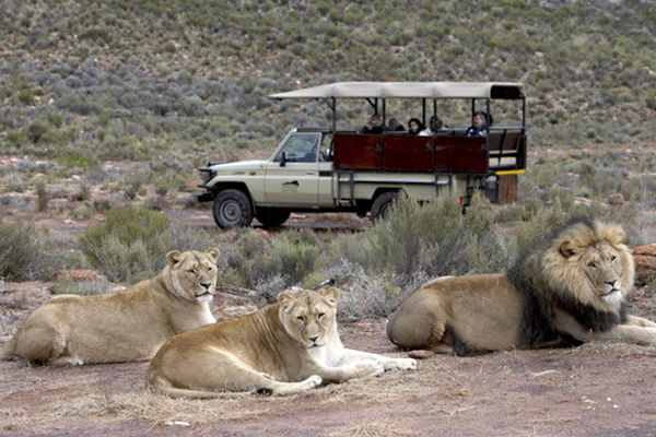 Spot lions relaxing in their natural habitat while on safari.