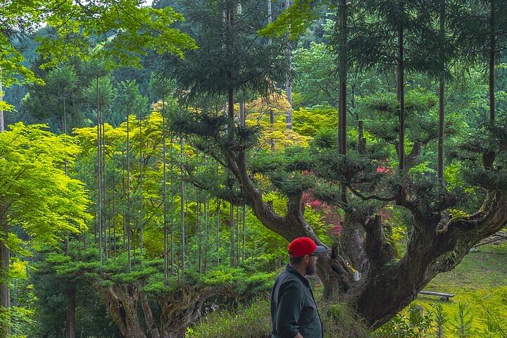Deep Kyoto & Arashiyama Tour - Private Van Tour by Local Guide