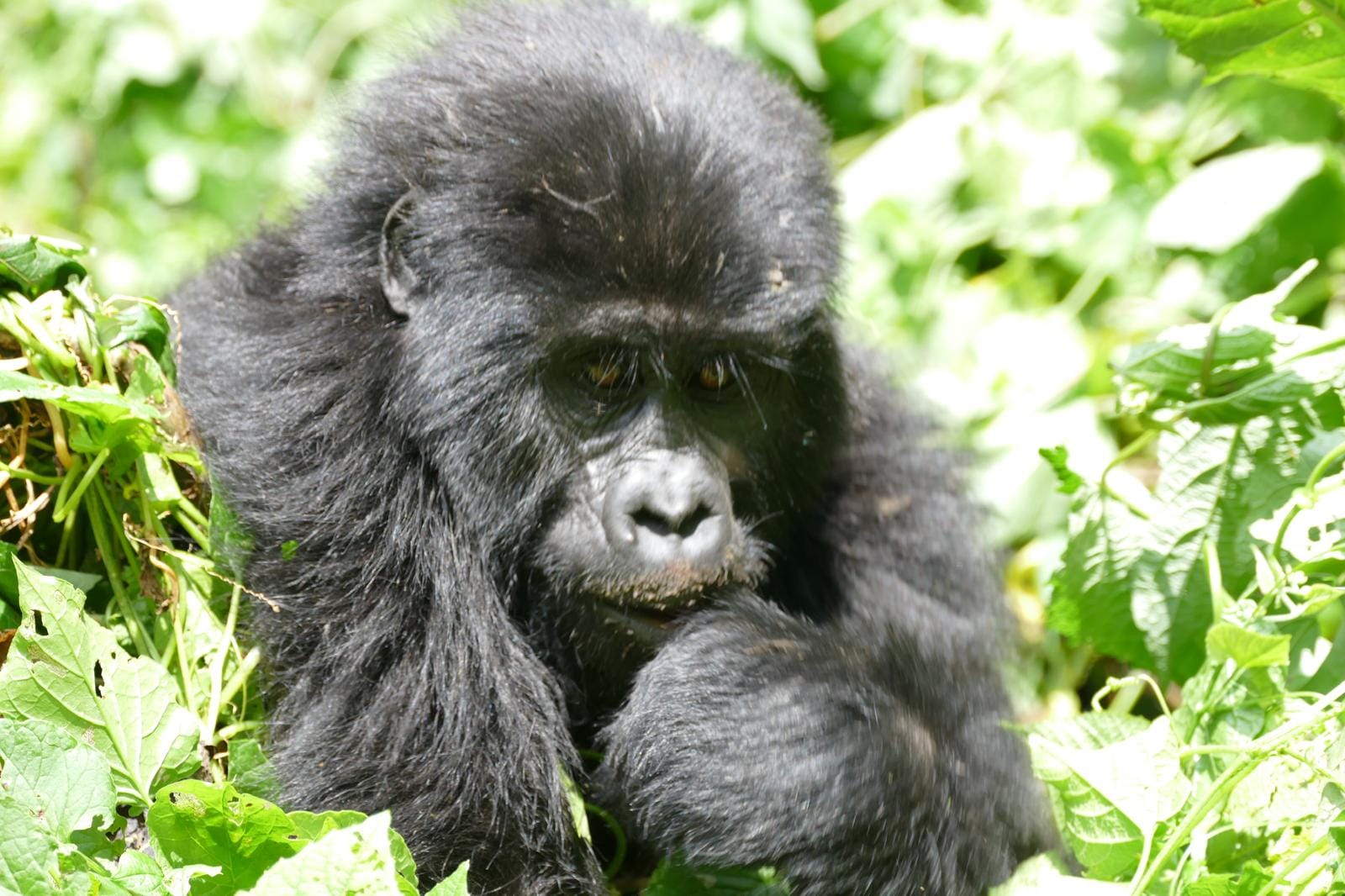 Blackback gorilla in Bwindi impenetrable national park.