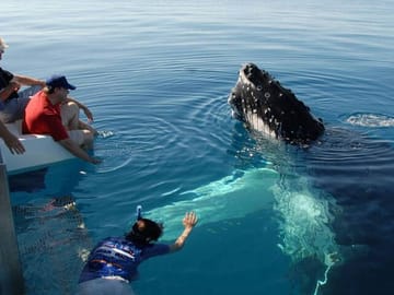 Whale Watching Tour in Mirissa from Colombo