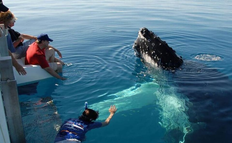 Whale Watching Tour in Mirissa from Colombo