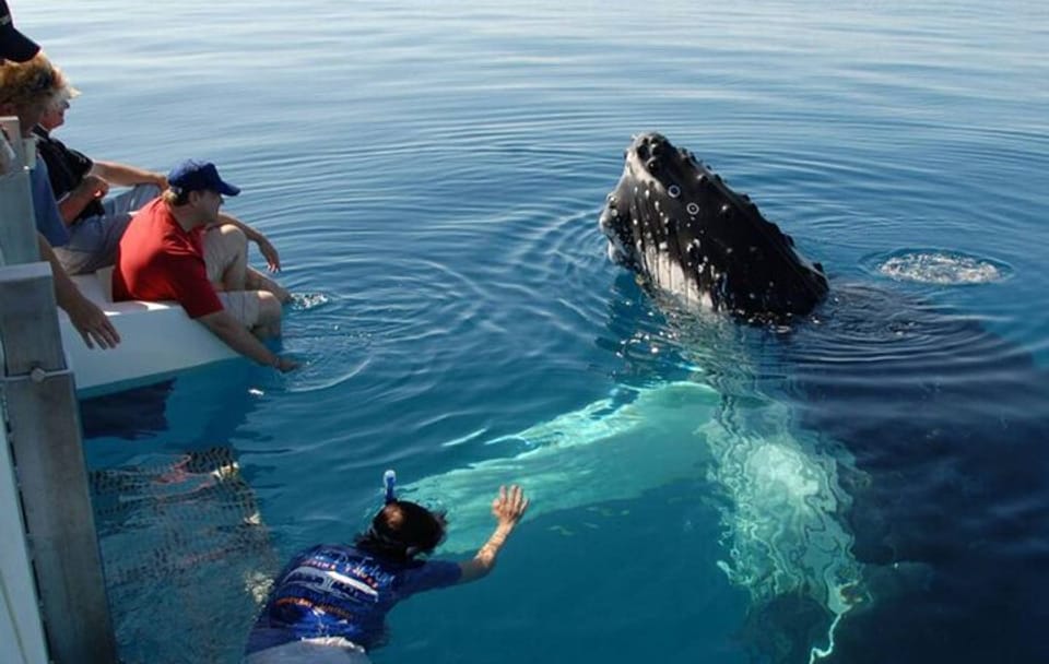 Mirissa Whale Watching Tour From Colombo
