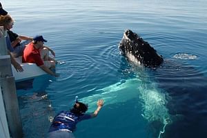 Mirissa Whale Watching Tour From Colombo
