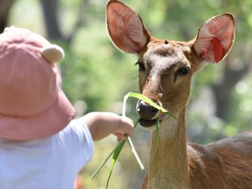 Skip the line: Pattaya :Khao Kheow Open Zoo Tickets