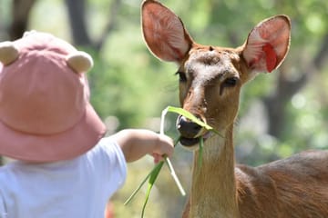 Skip the line: Pattaya :Khao Kheow Open Zoo Tickets