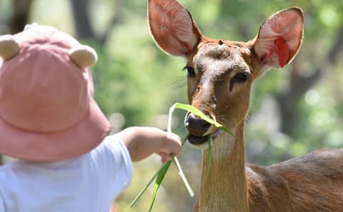 Skip the line: Pattaya :Khao Kheow Open Zoo Tickets