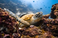 Cabo San Lucas Paddle Board & Snorkel Adventure to the Arch 5