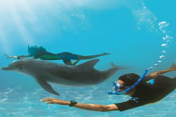 Dolphin Watching Tour in Hurghada, Egypt with Lunch