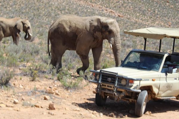 Private Transfer to Safari Big 5 at Aquila from Cape Town Excluding Entry Fees 
