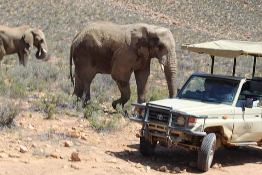 Private Transfer to Safari Big 5 at Aquila from Cape Town Excluding Entry Fees