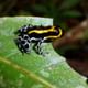 poison frog