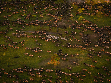 Serengeti Big Cats and Migration