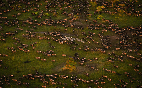 Serengeti Big Cats and Migration