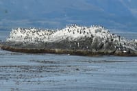 Pingüinera Island