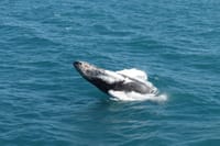 Whale appearing above the waves during a Reykjavík whale watching experience. Icelandic waters are home to humpback whales, minke whales, do