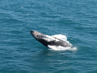 Whale appearing above the waves during a Reykjavík whale watching experience. Icelandic waters are home to humpback whales, minke whales, do