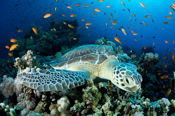 Turtle Bay: Abu Dabbab snorkel