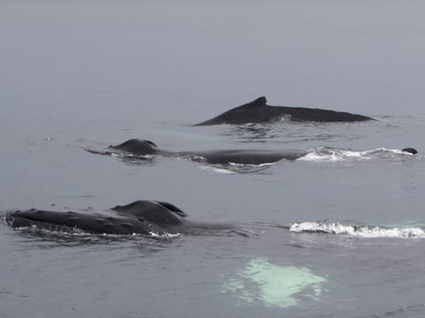 Whale Watching Hólmavík, photo 2
