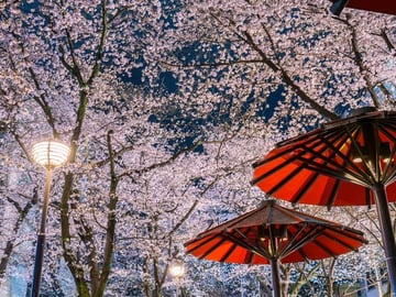 Tokyo Cherry Blossom Night Tour – Private Yozakura Experience