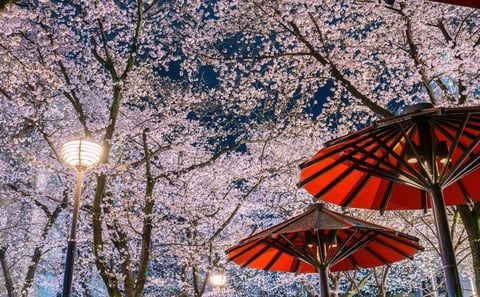 Tokyo Cherry Blossom Night Tour – Private Yozakura Experience
