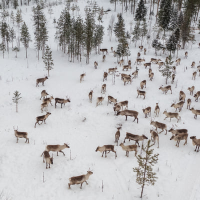 Visit a Real Reindeer Farm - Image 6