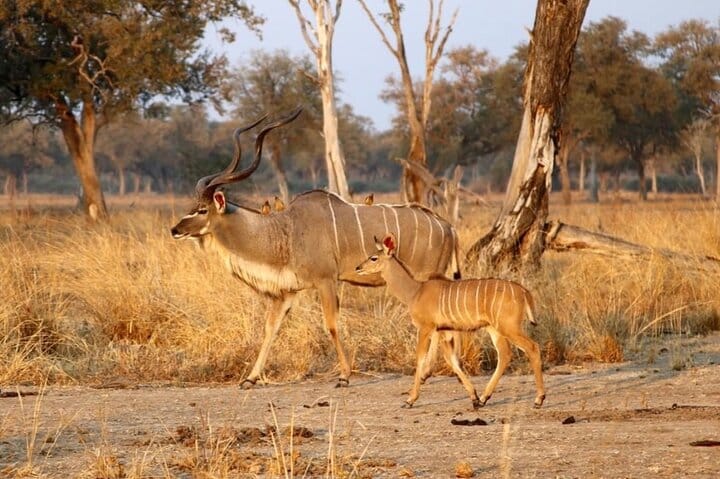 15 minutes scenic helicopter flight above Victoria Falls-Zimbabwe