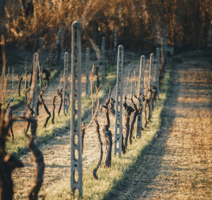 Marche Wines: Explore the Richness of Local Flavors