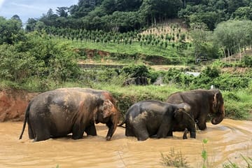Phuket: Walk and Feed Ethical Elephant Nature Park Visit