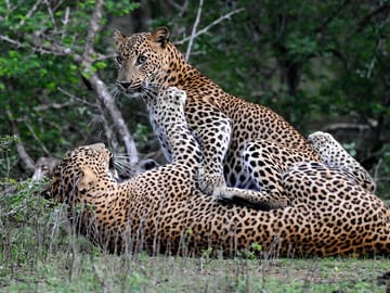 Full-Day Yala National Park Wildlife Tour from Wathuregama