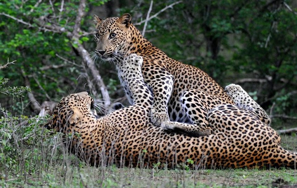 Full-Day Yala National Park Wildlife Tour from Wathuregama