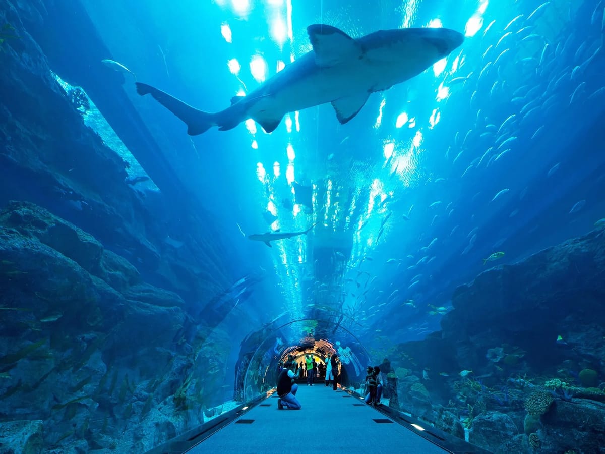 Dubai : Aquarium & Underwater Zoo: An Unforgettable Aquatic Adventure