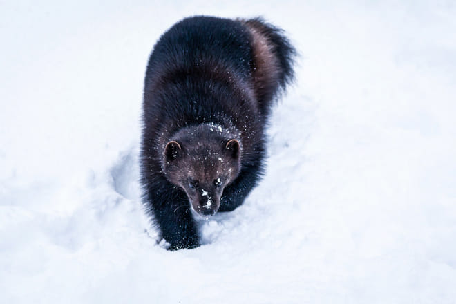 Visit Ranua Arctic Wildlife Park from Kemi - Kemi photo 3