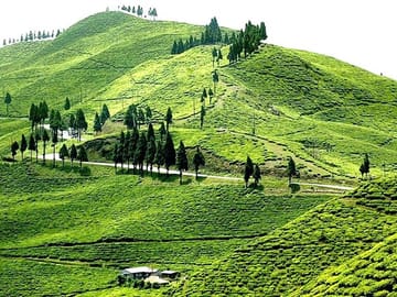 3-Day Nature and Sightseeing Tour to Ilam from Kathmandu