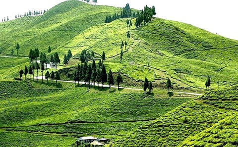 3-Day Nature and Sightseeing Tour to Ilam from Kathmandu