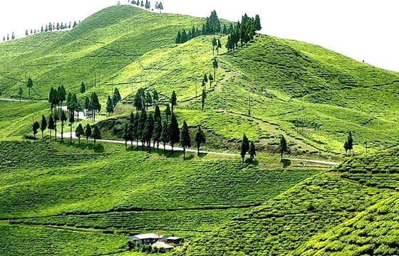 3-Days Eastern Paradise Ilam Tour from Kathmandu