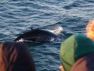 Reykjavík Bay Arctic Rose Whale Watching Excursion, photo 14