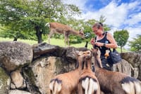 Nara Half Day Trip Walking Tour (Private Option Available) 5