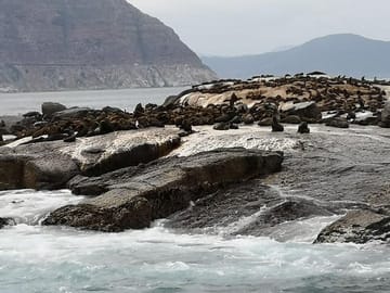 Seal Island Hout Bay